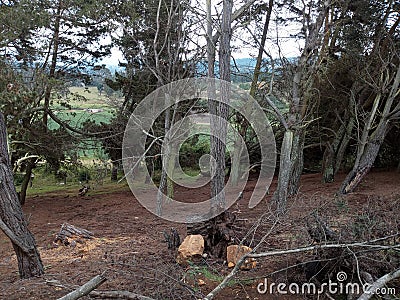 Small dry forest with fallen trees Stock Photo